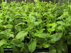 tobacco